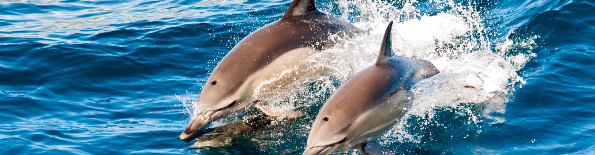 Visit our blog to see highlights from recent fishing trips and charters
