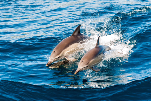 Dolphin & Egmont Key Island Tours